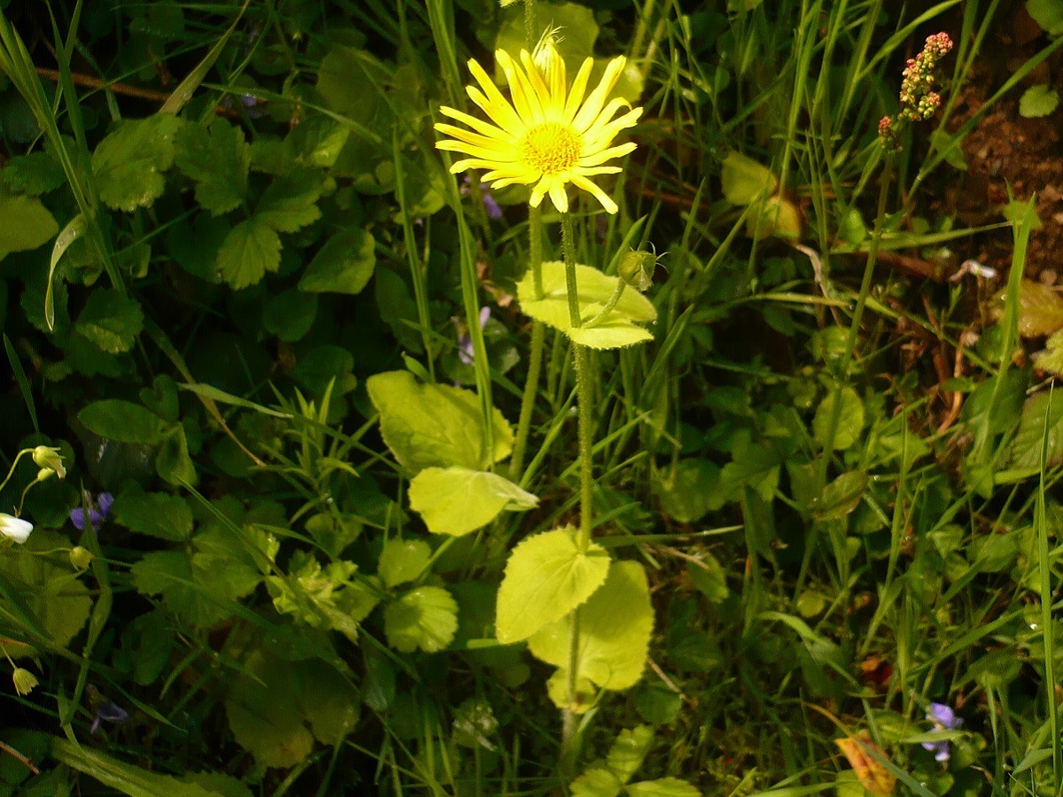 Doronicum pardalianches (Asteraceae)